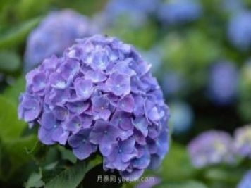 繡球花的養(yǎng)殖方法和開(kāi)花變色小訣竅