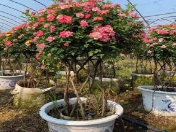 新型月季花籃，小高桿月季玩出新花樣