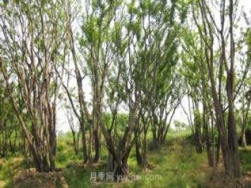 南陽苗木人注意了！叢生苗木火爆市場
