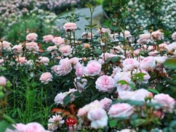 奧斯汀月季園，湖州一個國內頂級的月季花園