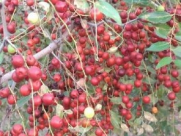 新疆發(fā)展中藥材產(chǎn)業(yè)，專業(yè)機(jī)構(gòu)發(fā)揮主導(dǎo)作用