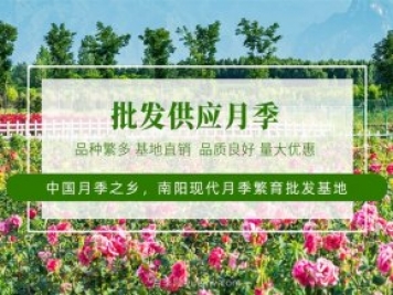 未來十年最值得投資的月季苗木，具備這4大特點