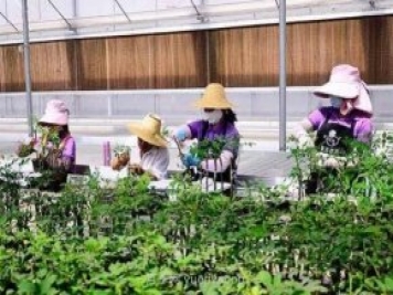 數(shù)字賦能農業(yè) 玉溪紫玉花卉200萬盆栽玫瑰銷路俏