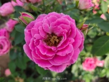 紫霧泡泡月季/迷霧泡泡