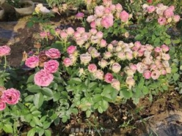 月季夏花