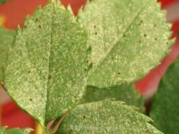 夏季高溫紅蜘蛛危害達(dá)到高峰，怎樣有效進(jìn)行防治？