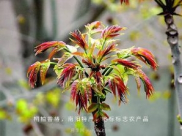 桐柏香椿樹應(yīng)該如何種植？