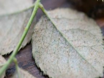 紅蜘蛛，夏季月季頭號(hào)害蟲(chóng)，有一整套防治方法