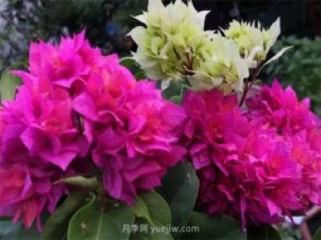 夏季養(yǎng)花要選對品種，推薦6種花卉適合高溫