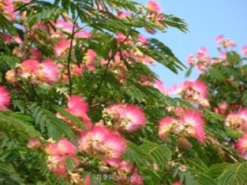 合歡樹是不是優(yōu)美易種的園林綠化樹種？