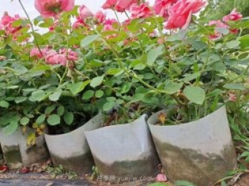 月季花海中的雜草怎樣清除？