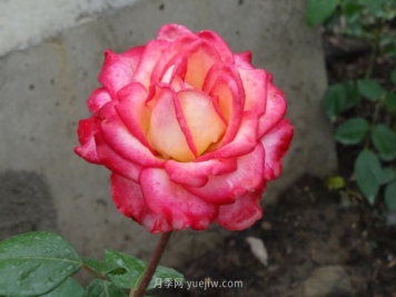 怡紅院月季