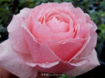 迷人的罩杯月季的優(yōu)缺點(diǎn)是什么？