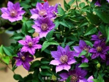鐵線蓮夏天養(yǎng)護(hù)的五大技巧辦法