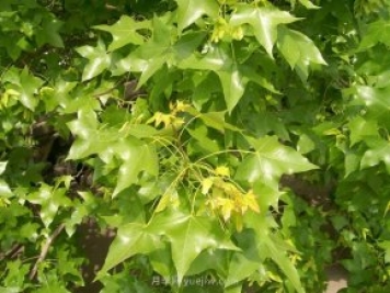 五角楓適合哪里種植？南陽五角楓種植技術(shù)與管理方法