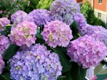 繡球花的全面養(yǎng)護(hù)教程