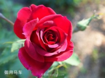 2米高御用馬車，紅色藤本月季南陽基地批發(fā)