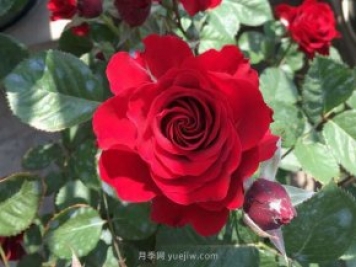 日蝕王陽臺月季