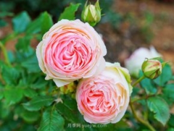 立秋后庭院花木養(yǎng)護(hù)該注意些什么？