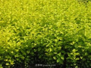 夏季如何鋪植草坪，減少發(fā)黃枯死的問題？