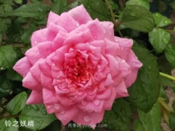 推薦5個漂亮月季品種適合秋天養(yǎng)，耐熱耐寒性都優(yōu)秀