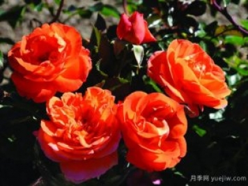 芒果陽臺(tái)月季/芒果月季