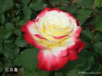 大花香水月季中的紅雙喜你知道嗎？有什么特點(diǎn)呢！