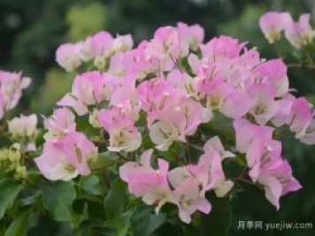 三角梅入秋管理做好4點，花開到過年