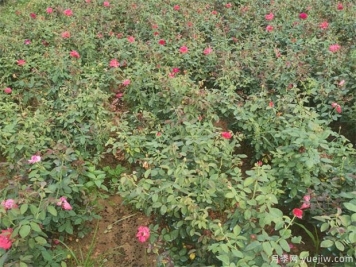月季紅蜘蛛用什么藥？