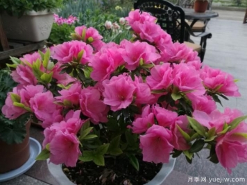 杜鵑花扦插冒芽生根存活的2個(gè)要點(diǎn)