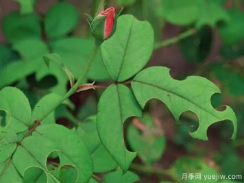 3招驅(qū)趕切葉蜂，再也不會(huì)啃月季的葉片