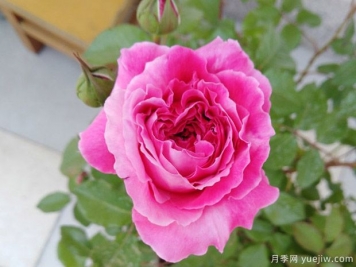 推薦8個(gè)高顏值月季品種，皮實(shí)抗性強(qiáng)的開(kāi)花機(jī)器