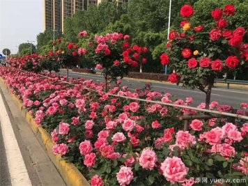 樹月季花最好什么時候栽種？