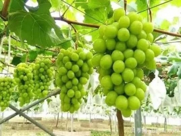 除了陽(yáng)光玫瑰，還有哪些葡萄品種值得推？