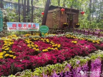 渭南華州南山下數(shù)萬(wàn)盆菊花爭(zhēng)奇斗艷，國(guó)慶節(jié)美不勝收