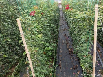 以籬代墻的造景手法，你需要了解綠籬的功能種類