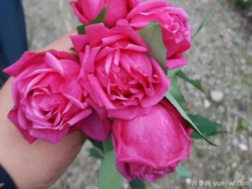 中國(guó)10大古老月季品種有哪些？花美花期長(zhǎng)