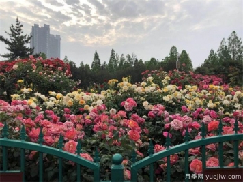 商丘養(yǎng)樹狀月季露天較好，上肥方式是怎樣的呢？