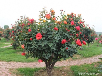 信陽多色樹狀月季的嫁接方法，來聽月季基地描述吧