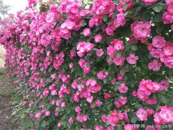 可以代替圍墻的花木有哪些？藤本月季、薔薇