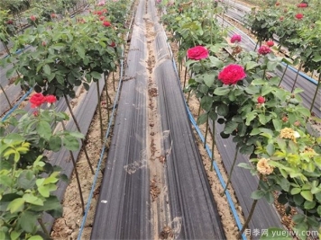 種植業(yè)是什么？國(guó)家扶持的種植業(yè)項(xiàng)目有哪些？