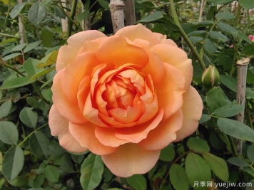 夏洛特夫人月季種植技巧，早看早學(xué)早開花