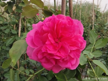 藤本大游行月季，庭院種植粉色美觀