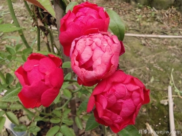 2米高紅木香，優(yōu)秀爬藤花卉基地批發(fā)價(jià)格