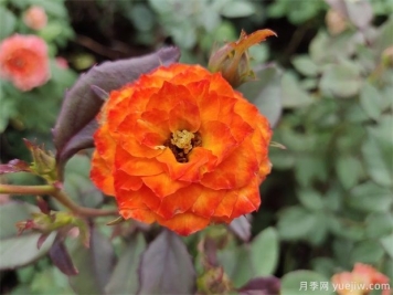 你知道月季的花語是什么嗎？