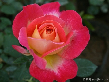 現(xiàn)代樹狀月季在園林景觀中的廣泛應(yīng)用，一起來看看吧