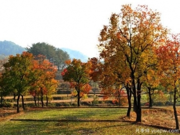 烏桕的園林應用、分布范圍、價格和前景