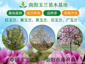 行道樹(shù)的分類(lèi)，常見(jiàn)的常綠行道樹(shù)品種有哪些？