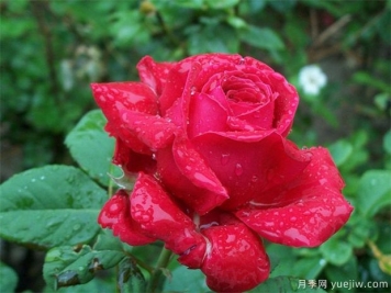 紅玫瑰的介紹，花語和栽培養(yǎng)護