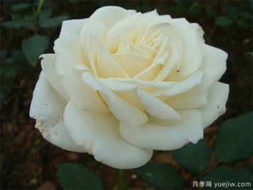白玫瑰的介紹，花語和栽培養(yǎng)護